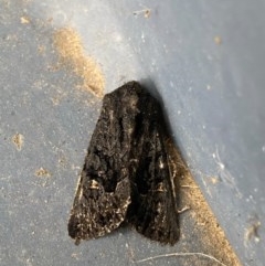 Neumichtis nigerrima (Black Turnip Moth) at Pialligo, ACT - 21 Dec 2020 by FeralGhostbat