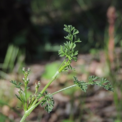 Daucus glochidiatus (Australian Carrot) at Conder, ACT - 3 Nov 2020 by MichaelBedingfield