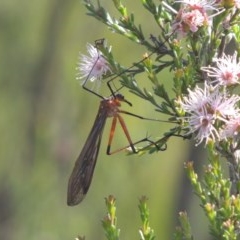 Harpobittacus australis (Hangingfly) at Conder, ACT - 3 Nov 2020 by michaelb