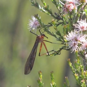 Harpobittacus australis at Conder, ACT - 3 Nov 2020