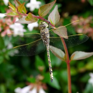 Anax papuensis at Page, ACT - 21 Dec 2020