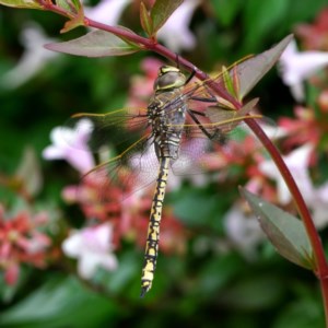 Anax papuensis at Page, ACT - 21 Dec 2020