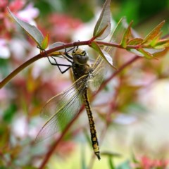 Anax papuensis at Page, ACT - 21 Dec 2020