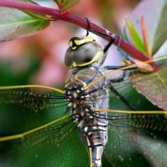 Anax papuensis at Page, ACT - 21 Dec 2020