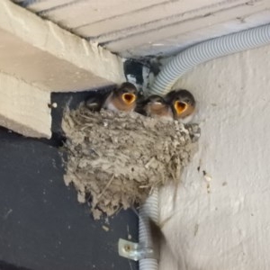 Hirundo neoxena at Kambah, ACT - 18 Dec 2020