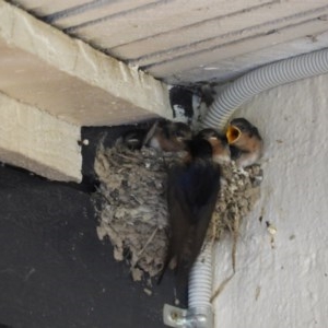 Hirundo neoxena at Kambah, ACT - 18 Dec 2020