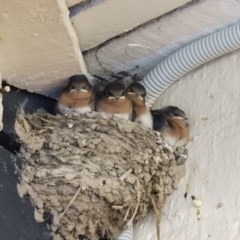 Hirundo neoxena at Kambah, ACT - 18 Dec 2020