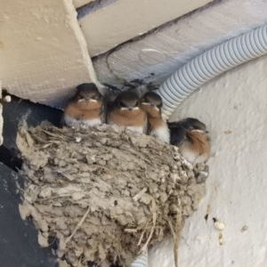 Hirundo neoxena at Kambah, ACT - 18 Dec 2020