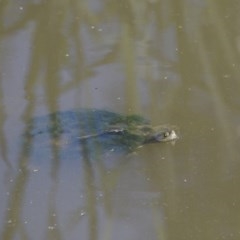 Emydura macquarii (Macquarie Turtle) at Sullivans Creek, Acton - 20 Dec 2020 by davidcunninghamwildlife