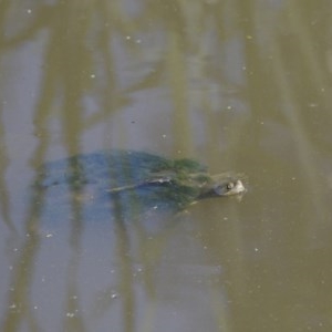 Emydura macquarii at Acton, ACT - 20 Dec 2020 02:48 PM