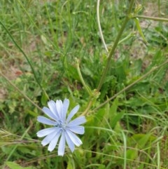 Cichorium intybus (Chicory) at Goulburn Wetlands - 20 Dec 2020 by Rixon