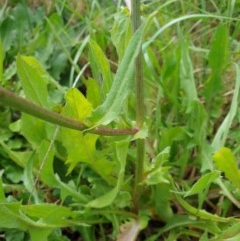 Cichorium intybus at Goulburn, NSW - 20 Dec 2020