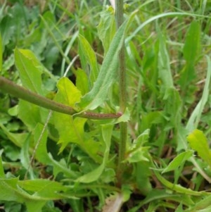 Cichorium intybus at Goulburn, NSW - 20 Dec 2020