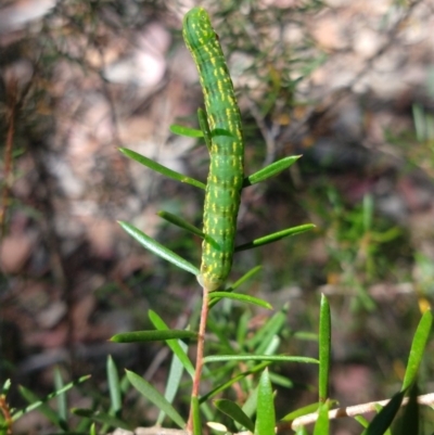 Capusa senilis (Black-banded Wedge-moth) at QPRC LGA - 19 Dec 2020 by LyndalT