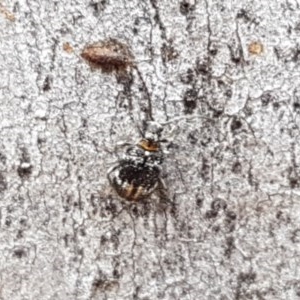 Ptinus sp. (genus) at Crace, ACT - 21 Dec 2020