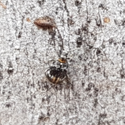 Ptinus sp. (genus) (Ptinid beetle) at Crace, ACT - 21 Dec 2020 by trevorpreston