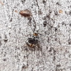 Ptinus sp. (genus) (Ptinid beetle) at Gungaderra Grasslands - 21 Dec 2020 by tpreston