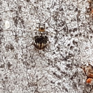 Ptinus sp. (genus) at Crace, ACT - 21 Dec 2020