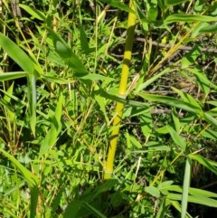 Phyllostachys aurea (Rhizomatous Bamboo) at Goulburn, NSW - 20 Dec 2020 by Rixon