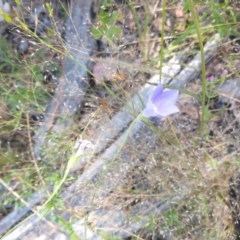 Wahlenbergia sp. (Bluebell) at Greenleigh, NSW - 20 Dec 2020 by LyndalT