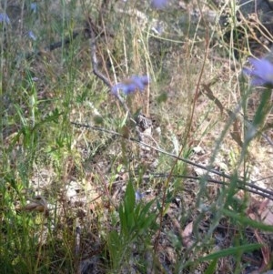 Wahlenbergia sp. at Greenleigh, NSW - 20 Dec 2020 10:41 AM