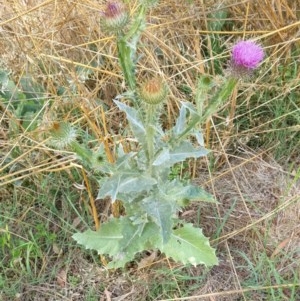 Onopordum acanthium at Goulburn, NSW - 20 Dec 2020