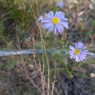 Brachyscome sp. (Cut-leaf Daisy) at Greenleigh, NSW - 19 Dec 2020 by LyndalT