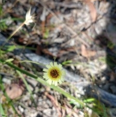 Tolpis barbata (Yellow Hawkweed) at Greenleigh, NSW - 19 Dec 2020 by LyndalT