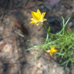 Xerochrysum viscosum (Sticky Everlasting) at Greenleigh, NSW - 20 Dec 2020 by LyndalT