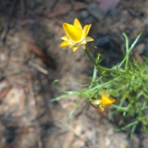 Xerochrysum viscosum at Greenleigh, NSW - 20 Dec 2020