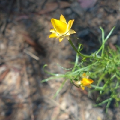 Xerochrysum viscosum (Sticky Everlasting) at Greenleigh, NSW - 19 Dec 2020 by LyndalT