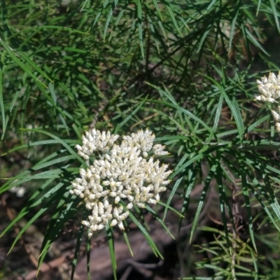 Cassinia longifolia (Shiny Cassinia, Cauliflower Bush) at Greenleigh, NSW - 20 Dec 2020 by LyndalT