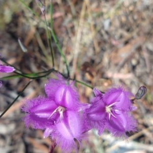 Thysanotus tuberosus subsp. tuberosus at Greenleigh, NSW - 20 Dec 2020 10:30 AM