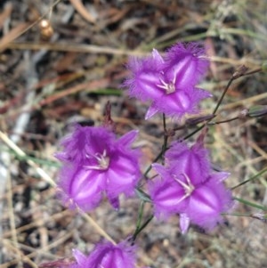 Thysanotus tuberosus subsp. tuberosus at Greenleigh, NSW - 20 Dec 2020 10:30 AM