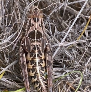 Perunga ochracea at Greenway, ACT - 21 Dec 2020