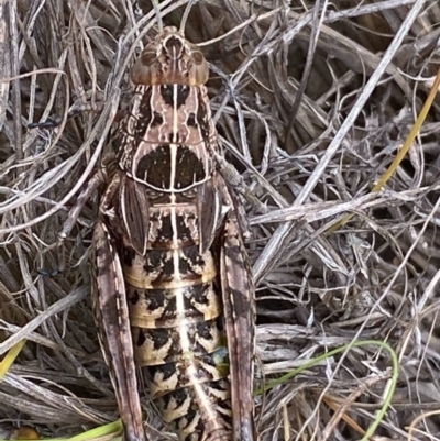 Perunga ochracea (Perunga grasshopper, Cross-dressing Grasshopper) at Greenway, ACT - 21 Dec 2020 by jackfrench