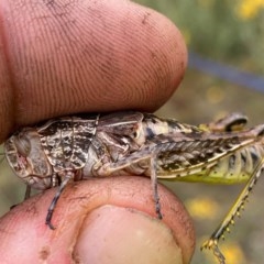 Perunga ochracea at Greenway, ACT - 21 Dec 2020 12:50 PM