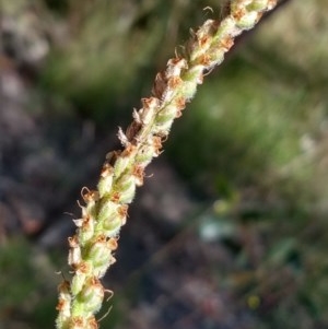 Plantago varia at Greenleigh, NSW - 22 Dec 2020