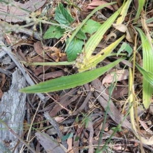 Plantago varia at Greenleigh, NSW - 22 Dec 2020