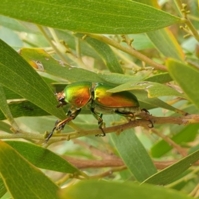 Lamprima aurata (Golden stag beetle) at Jerrabomberra Wetlands - 20 Dec 2020 by Rixon