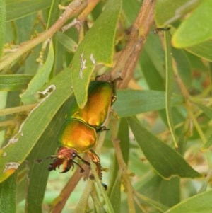 Lamprima aurata at Fyshwick, ACT - 21 Dec 2020