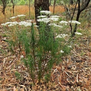 Cassinia longifolia at Crooked Corner, NSW - 17 Dec 2020