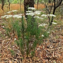 Cassinia longifolia (Shiny Cassinia, Cauliflower Bush) at Crooked Corner, NSW - 16 Dec 2020 by Milly