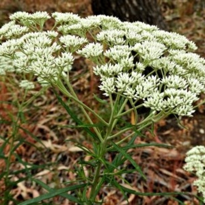 Cassinia longifolia at Crooked Corner, NSW - 17 Dec 2020