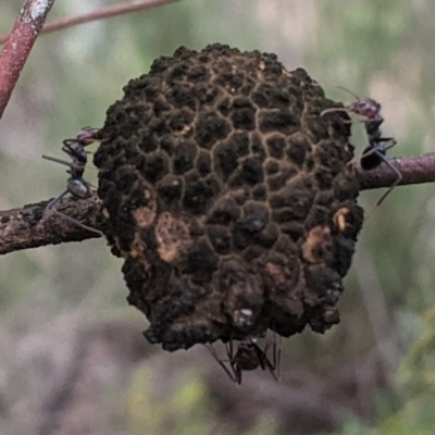 Apiomorpha strombylosa (A gall inducing scale insect) at Kambah, ACT - 21 Dec 2020 by HelenCross