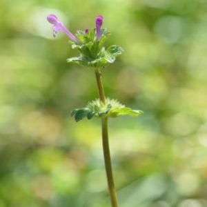 Lamium amplexicaule at Wamboin, NSW - 17 Oct 2020 07:43 PM