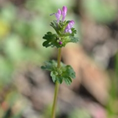 Lamium amplexicaule at Wamboin, NSW - 17 Oct 2020 07:43 PM