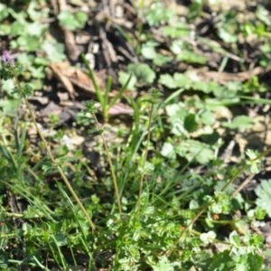 Lamium amplexicaule at Wamboin, NSW - 17 Oct 2020