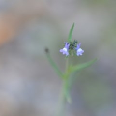 Linaria arvensis (Corn Toadflax) at Wamboin, NSW - 17 Oct 2020 by natureguy