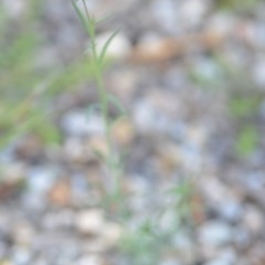Linaria arvensis at Wamboin, NSW - 17 Oct 2020